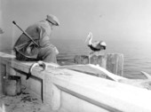 Pelicans try to steal fish from Robert Putnam - Saint Petersburg, Florida