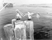 Pelicans stealing a catch from a fisherman's line - Saint Petersburg, Florida