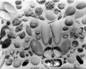 Shell collection of Mrs. Lillias Cockerill - Sanibel Island, Florida.