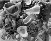 Shells piled on the beach - Sanibel Island, Florida