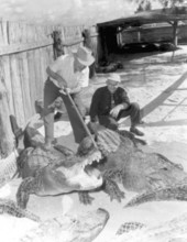 "Texas" Jim Mitchell handles an alligator at his farm for visitor O. F. Vischer - Sarasota, Florida