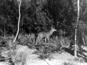 White tail deer - Weeki Wachee Spring, Florida