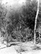 White tail deer - Weeki Wachee Spring, Florida