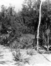 White tail deer - Weeki Wachee Spring, Florida