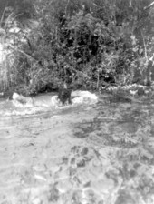 Al Zaebst wrestling a wild alligator - Weeki Wachee River, Florida