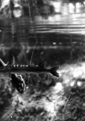 Underwater shot of a striking bass during a fishing contest - Weeki Wachee Spring, Florida