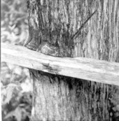 Tree growing around rail of wood walk at Highlands Hammock State Park- Sebring, Florida