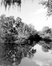 Scene along the Hillsborough River - Thonotosassa, Florida /