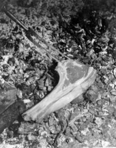 Steak being placed on hickory coals - Thonotosassa, Florida /