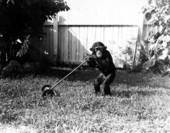 Baby chimpanzee mowing the lawn - Saint Petersburg, Florida