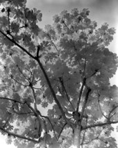 Rare Money Tree in Thomas Edison's garden - Fort Myers, Florida