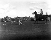 Cowboy lassos a calf - Okeechobee, Florida