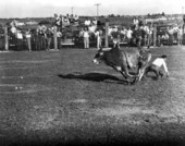 Cowboy moves away from a Brahman bull - Okeechobee, Florida