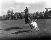 Roping a calf at the rodeo - Okeechobee, Florida