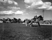 Dave Nemo performs trick riding and fancy roping - Lakeland, Florida