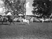 Cowboy attempts to lasso a calf - Bonifay, Florida