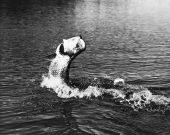 A caught tarpon thrashing in the water