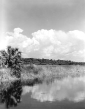 Landscape view from the Tamiami Trail - Everglades, Florida