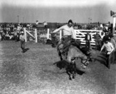Bronco rider at the rodeo- Okeechobee, Florida