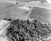 Aerial view of blueberry patches - Crestview, Florida