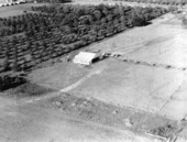 Blueberry patches - Crestview, Florida