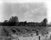 Blueberry patches - Crestview, Florida