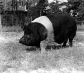 900 pound New Hampshire boar owned by George E. Dryden near Marianna