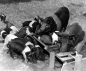 New Hamshire hogs raised by George E. Dryden near Marianna