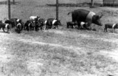 New Hamshire hogs raised by George E. Dryden near Marianna
