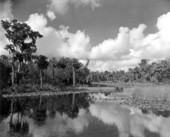 Scenic view of Marion Creek - Marion Creek, Florida