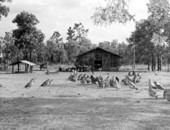 Chicken hatchery near Jacksonville