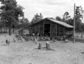Chicken hatchery near Jacksonville