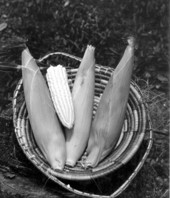 Basket of corn