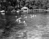 Bahama Belles perform at Rainbow Springs - Dunnellon, Florida .