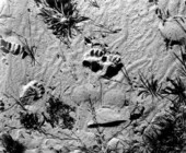Bear's tracks in the hunting grounds - Apalachicola National Forest, Florida.
