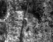 "Henry", the pole-vaulting fish at Wakulla Springs - Wakulla Springs, Florida