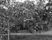 Tung trees with green nuts at a plantation - Waukeenah, Florida