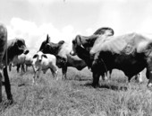 12 year old brahma, "Old Emperor", at the H. O. Partin Ranch