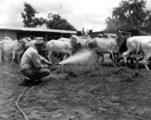 Spraying cattle for flies at the H. O. Partin Ranch