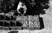 A participant loads picked oranges into crates at contest - Orlando, Florida.