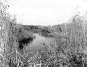 Anhinga Trail - Everglades National Park, Florida.