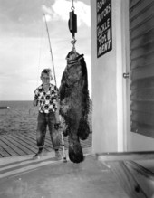 Jimmie Pinkston with a 225-pound goliath grouper - Marathon, Florida.