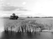 Landscape view looking north from the Tamiami Trail - Everglades, Florida.