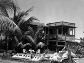 Skeletal remains outside of the Driftwood Inn - Vero Beach, Florida.