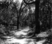 Trail at Kingsley Plantation State Park - Fort George Island, Florida.
