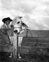 Young Kathy Partin poses for a picture next to a large cow at the Heart Bar Ranch - Kissimmee, Florida