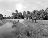 Zebras at Africa USA - Boca Raton, Florida.