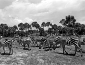 Zebras at Africa USA - Boca Raton, Florida.