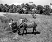 Zebras at Africa USA - Boca Raton, Florida.