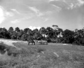Zebras at Africa USA - Boca Raton, Florida.